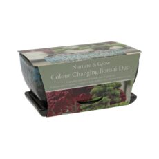 5055128623735 1 Bees Seeds Pine Sweet Gum Bonsai Grow Kit.jpg